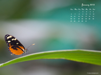 calendar wallpaper