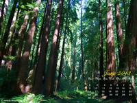 June calendar wallpaper- forest