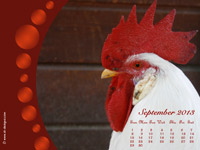 calendar wallpaper