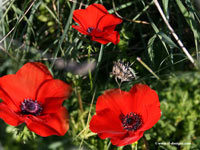 poppies