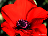 flower-poppy