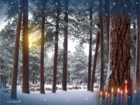 Chanukkah Wallpaper -forest