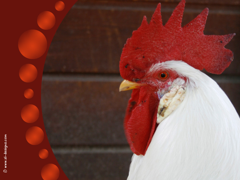 Download free rooster wallpaper for your desktop, web site, email or blog.