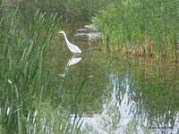 swan in a lake