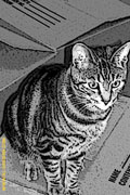 cat