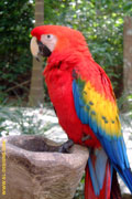 parrot